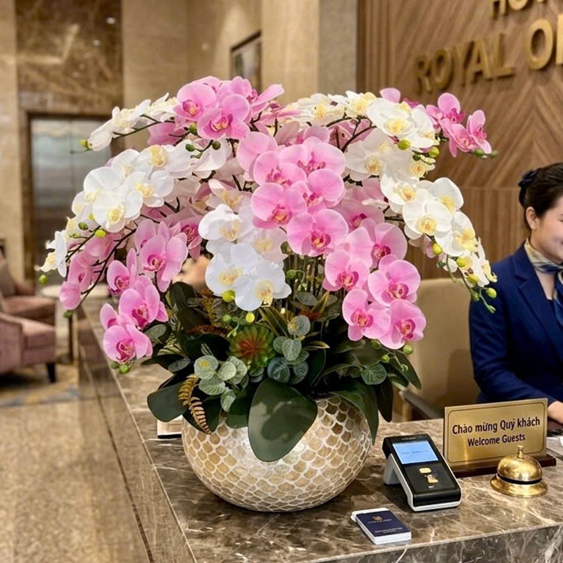 Chậu hoa lan hồ điệp lụa mã 72